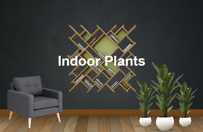 Indoor plants category